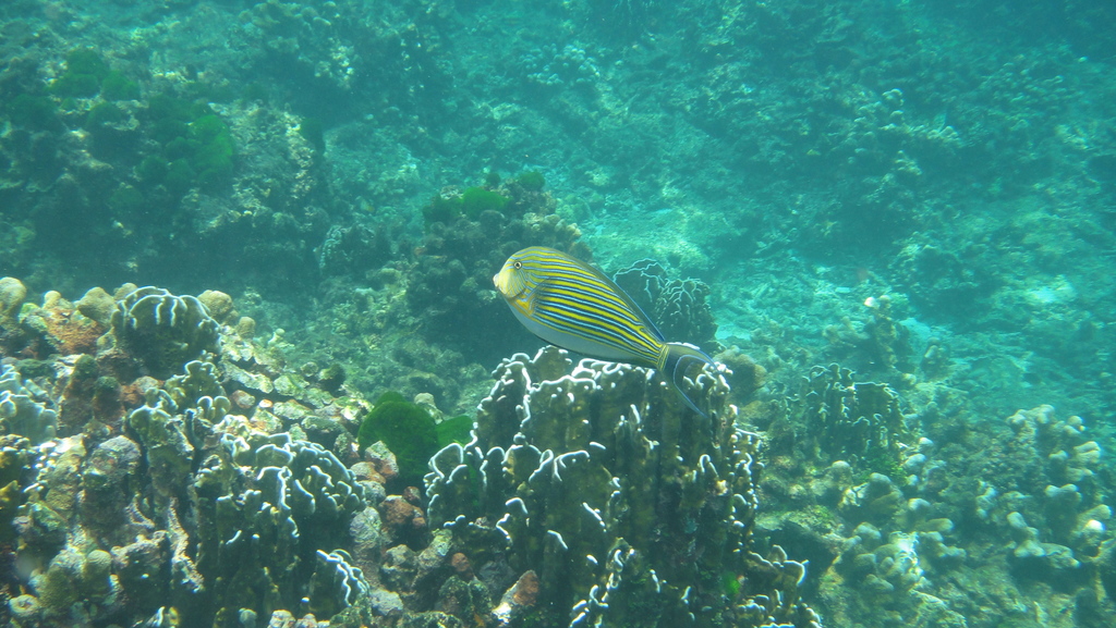 Striped Surgeonfish (Acanthurus lineatus) — recorded at Stonehenge