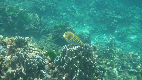 Striped Surgeonfish (Acanthurus lineatus)
