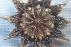 Cephalophyllum curtophyllum