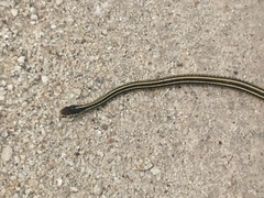 Thamnophis proximus orarius