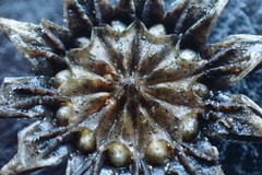 Cephalophyllum curtophyllum