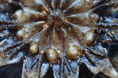 Cephalophyllum curtophyllum