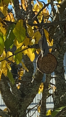 Sitta europaea