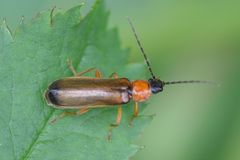 Rhagonycha lutea