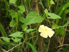 Thunbergia dregeana