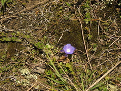 Evolvulus bogotensis