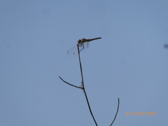 Sympetrum fonscolombii