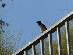 Pycnonotus xanthopygos