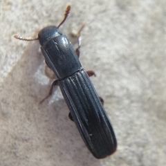 Zopheridae