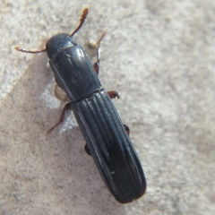 Zopheridae