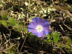 Evolvulus bogotensis