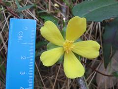 Hibbertia dentata
