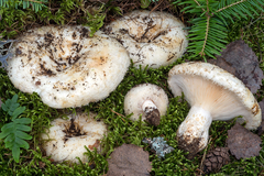 Lactarius aquizonatus