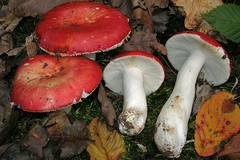 Russula tinctipes