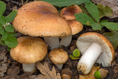 Russula melliolens