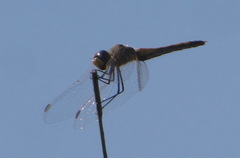 Sympetrum fonscolombii