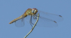 Sympetrum fonscolombii