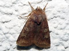 Cerastis leucographa