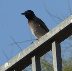Pycnonotus xanthopygos