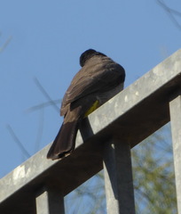 Pycnonotus xanthopygos