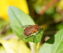 Calliphora ochracea