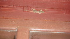 Hemidactylus platyurus