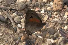 Cassionympha detecta