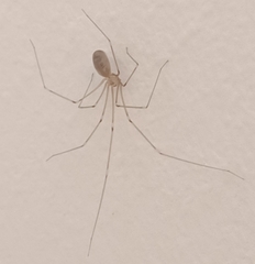 Pholcus phalangioides