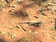 Acanthocercus atricollis