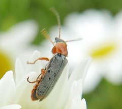 Cantharis lateralis