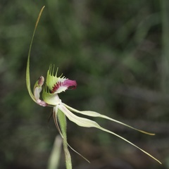 Caladenia atrovespa