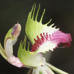 Caladenia atrovespa