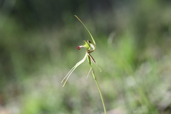 Caladenia atrovespa