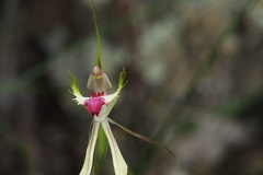 Caladenia atrovespa