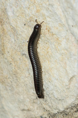Ommatoiulus sabulosus