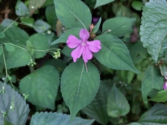 Impatiens exilis