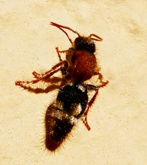 Ronisia