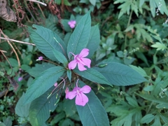 Impatiens exilis