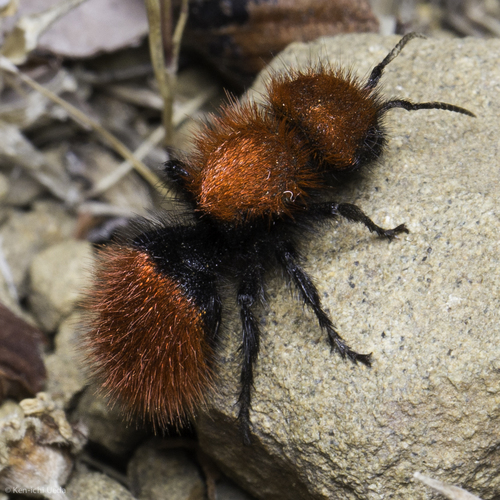 Pacific Velvet Ant