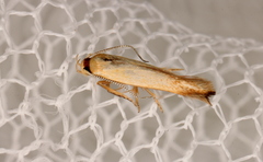 Stathmopoda liporrhoa