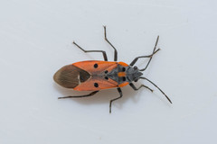 Lygaeus creticus