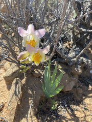 Freesia occidentalis