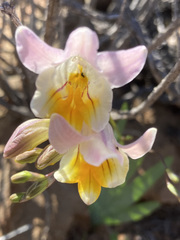 Freesia occidentalis