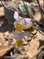 Freesia occidentalis