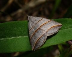 Colobochyla salicalis