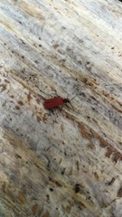 Dictyoptera