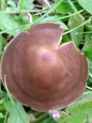 Entoloma infula