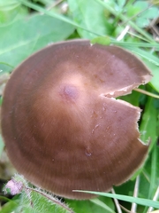 Entoloma infula