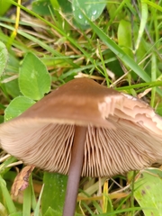 Entoloma infula