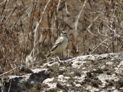 Muscigralla brevicauda